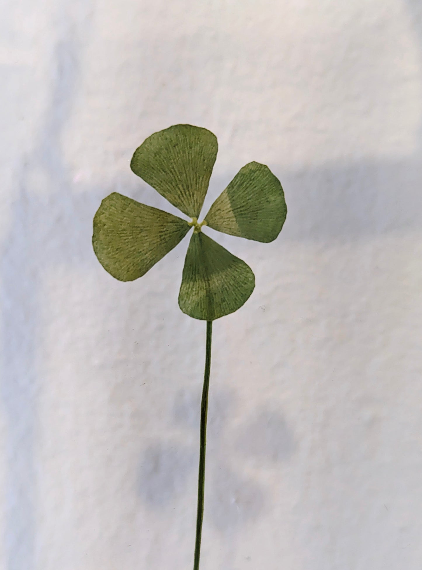 Framed four leaf clover