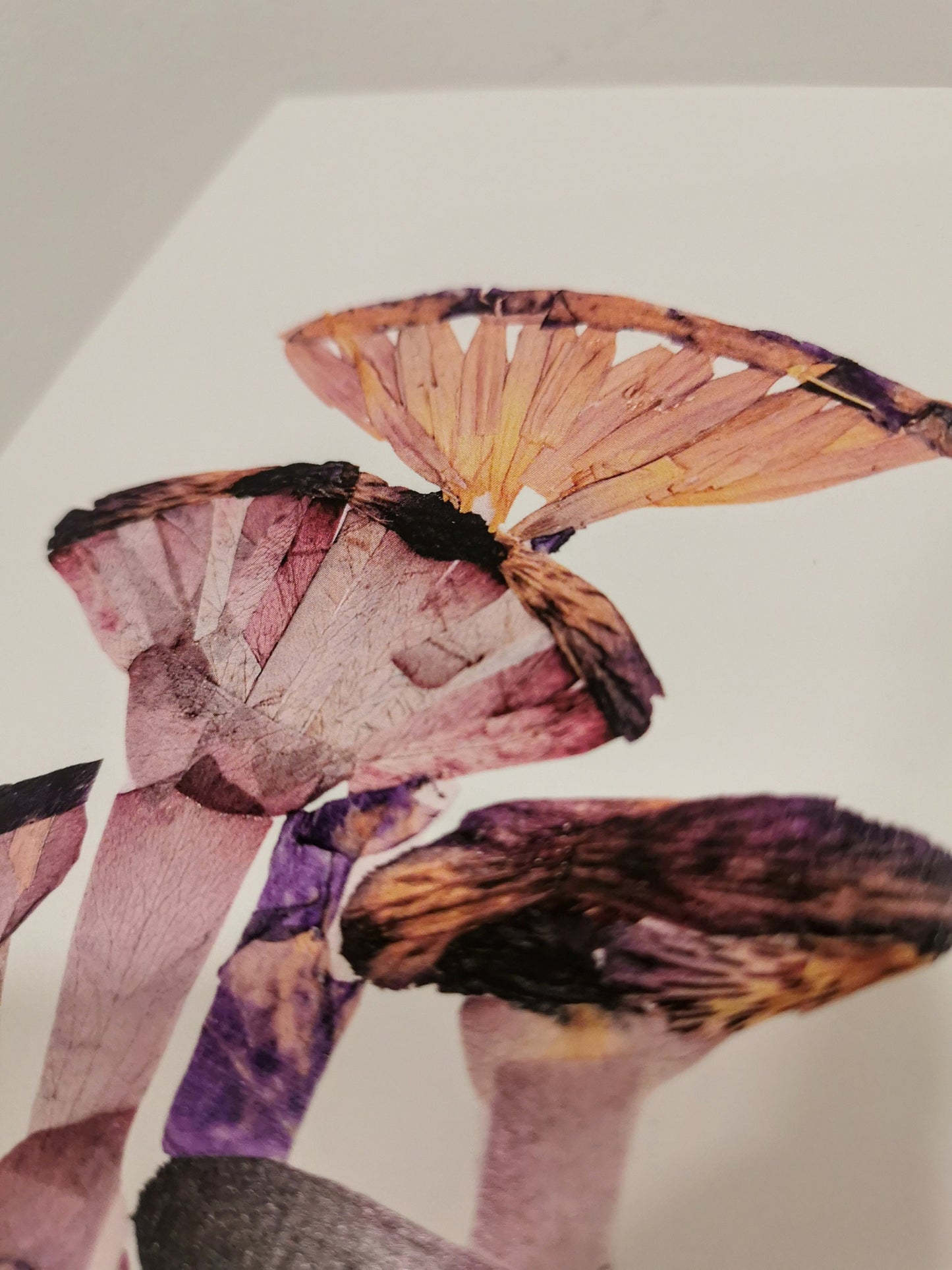Pressed flower 5x7 fungi art print