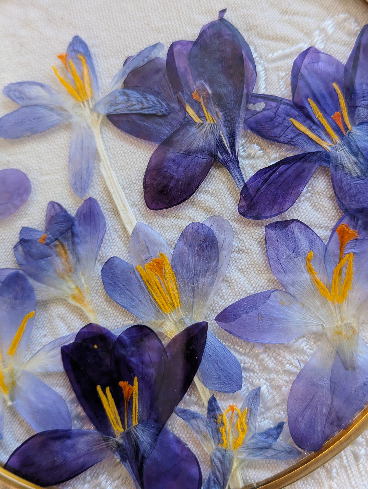 6x6 pressed crocuses in a round floating frame