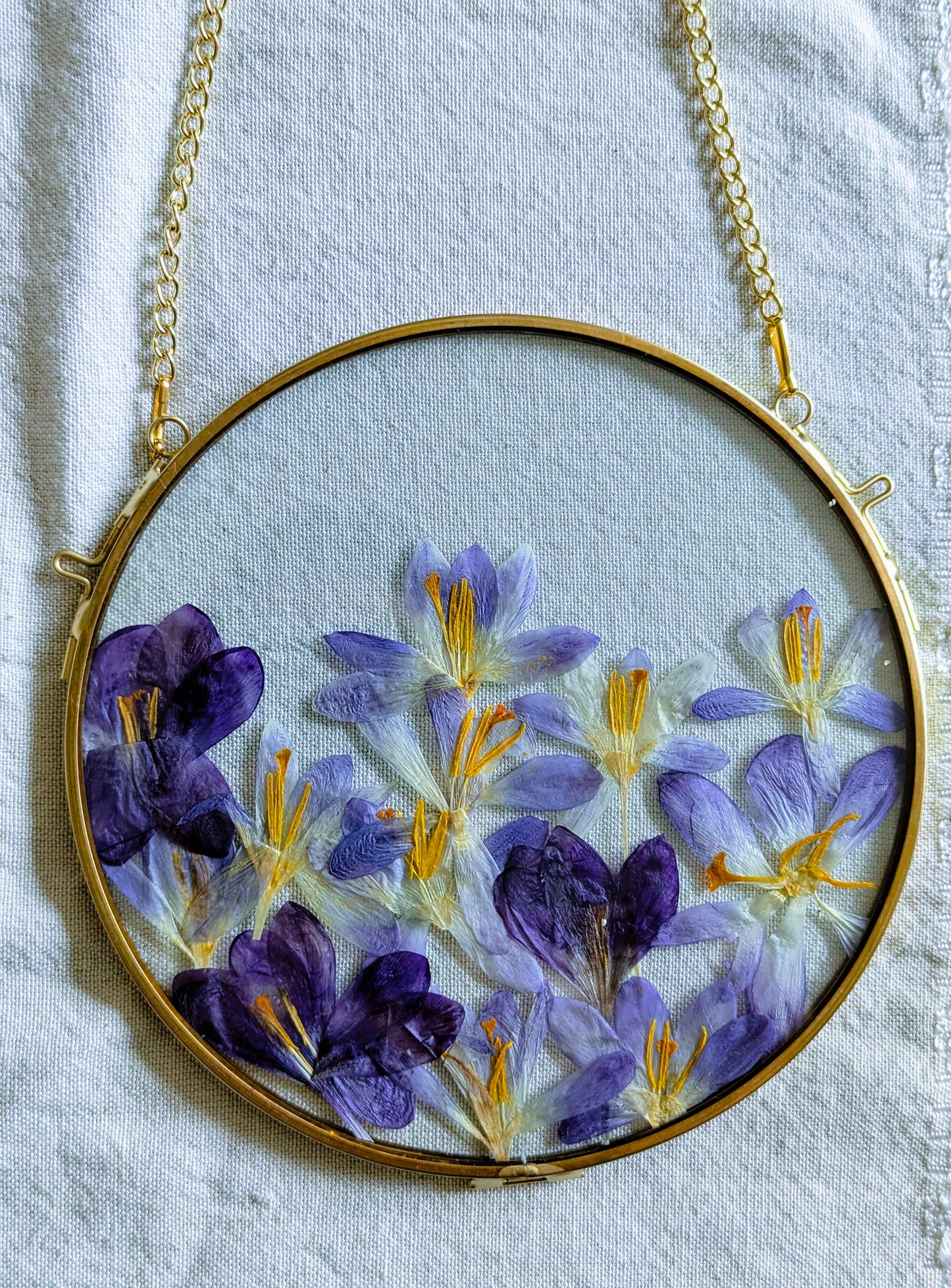 6x6 pressed crocuses in a round floating frame