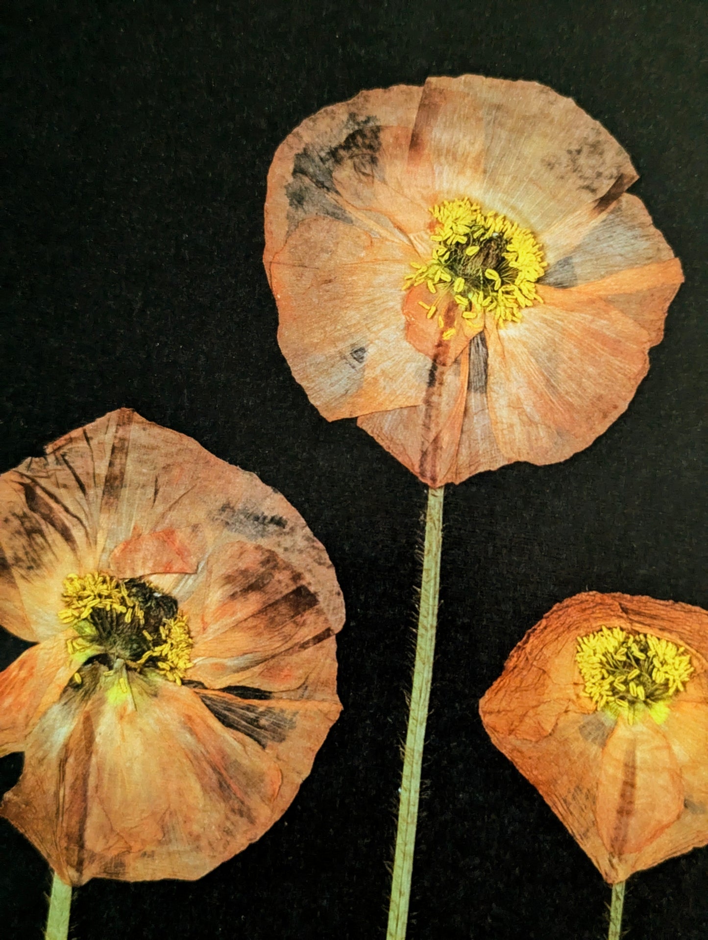 PDF for print pressed poppies