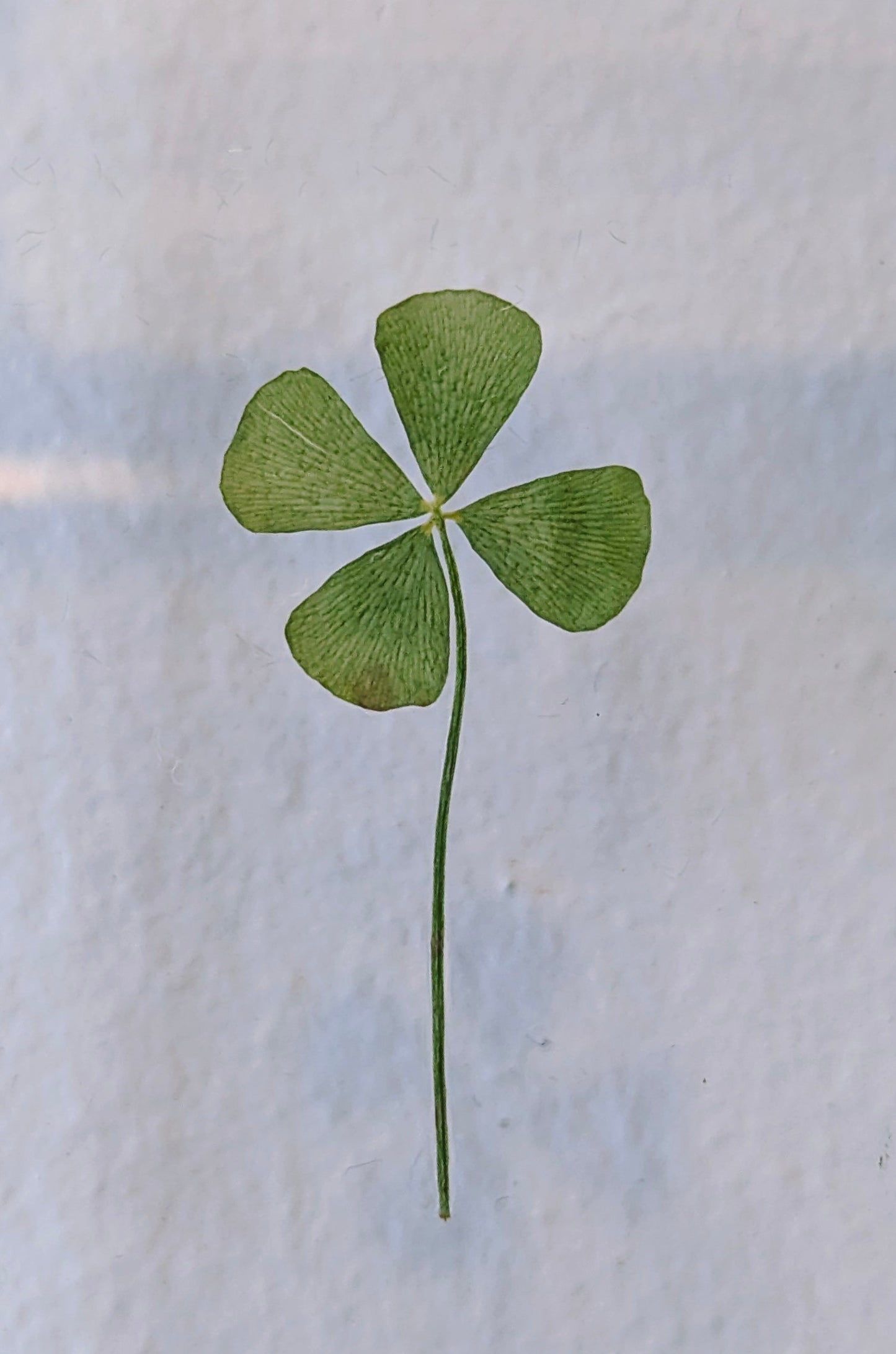 Framed four leaf clover