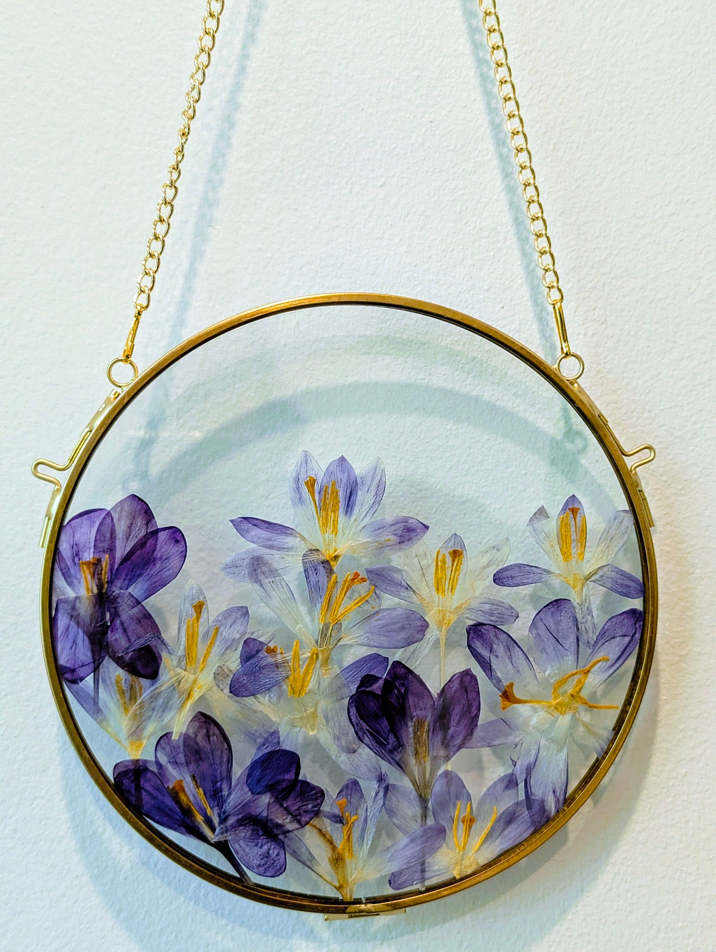 6x6 pressed crocuses in a round floating frame