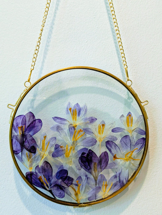 6x6 pressed crocuses in a round floating frame