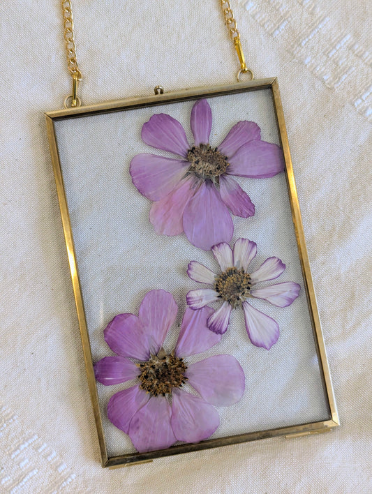 4x6 real pressed cosmos in a floating frame