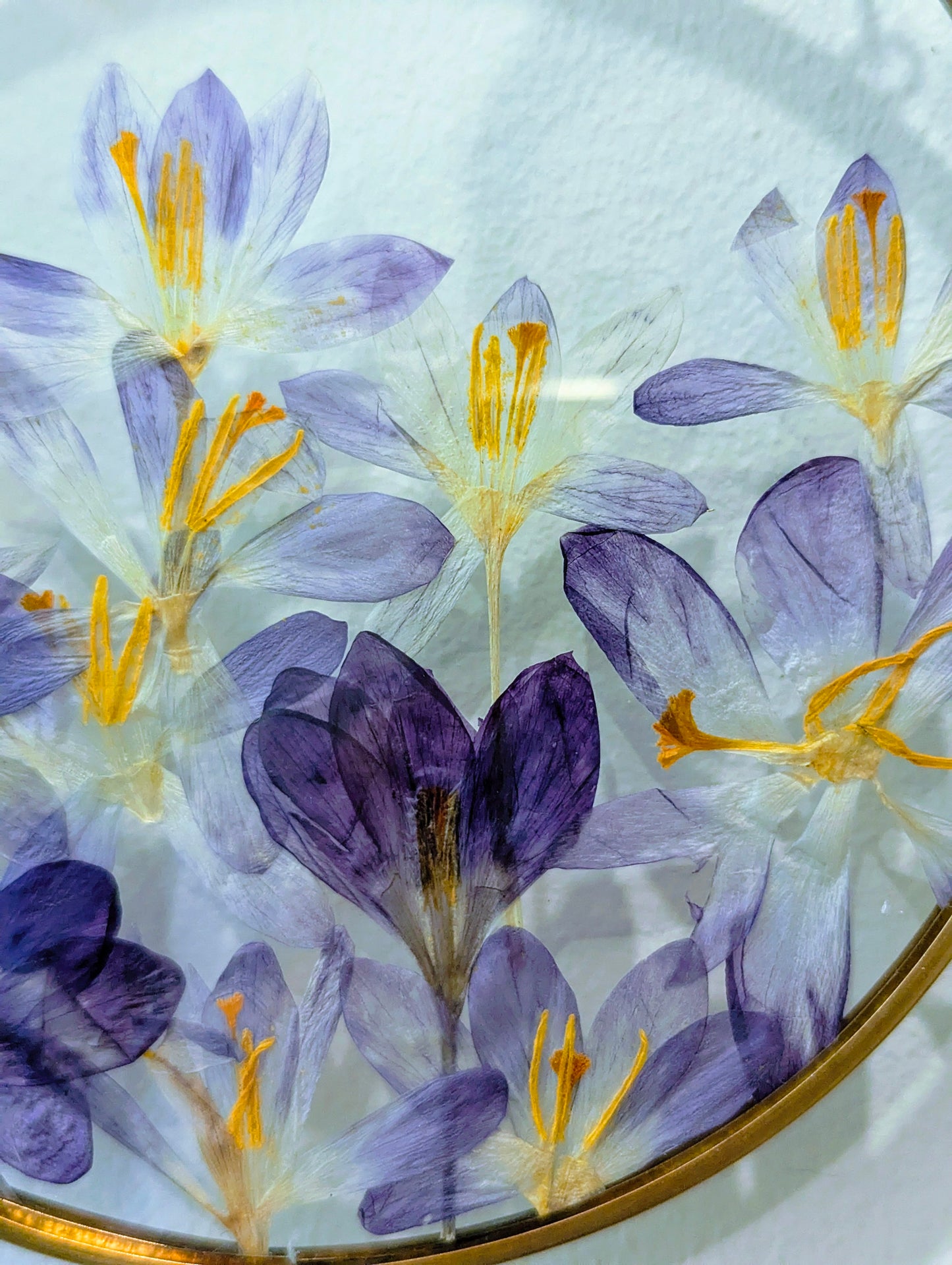6x6 pressed crocuses in a round floating frame