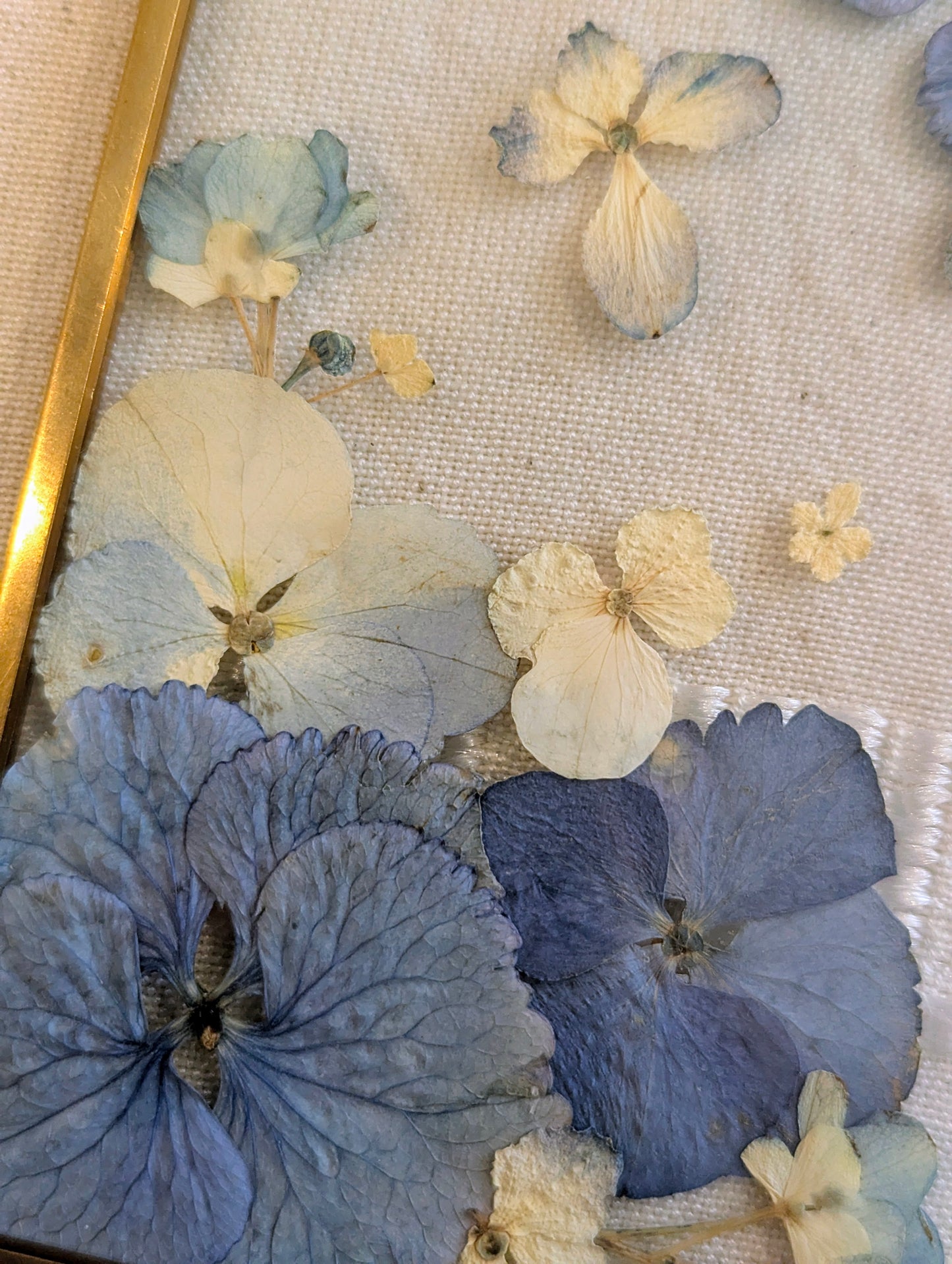 4x6 real pressed hydrangeas in a floating frame