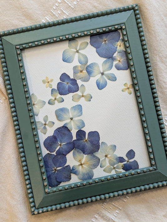 5x7 framed real blue hydrangeas