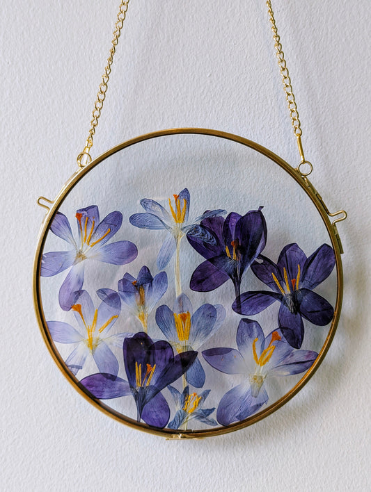 6x6 pressed crocuses in a round floating frame