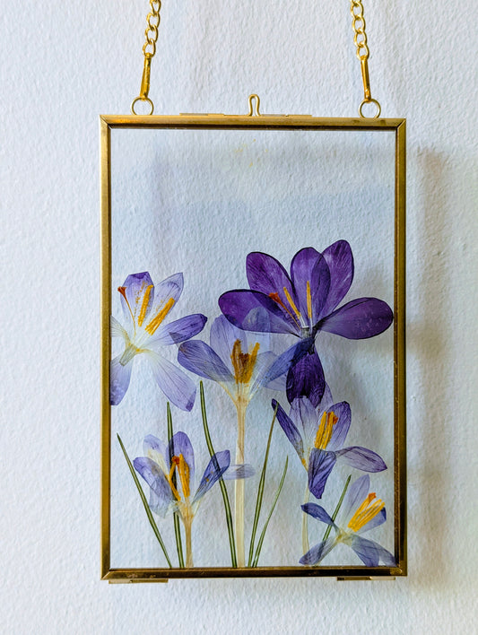 4x6 pressed crocuses in a floating frame