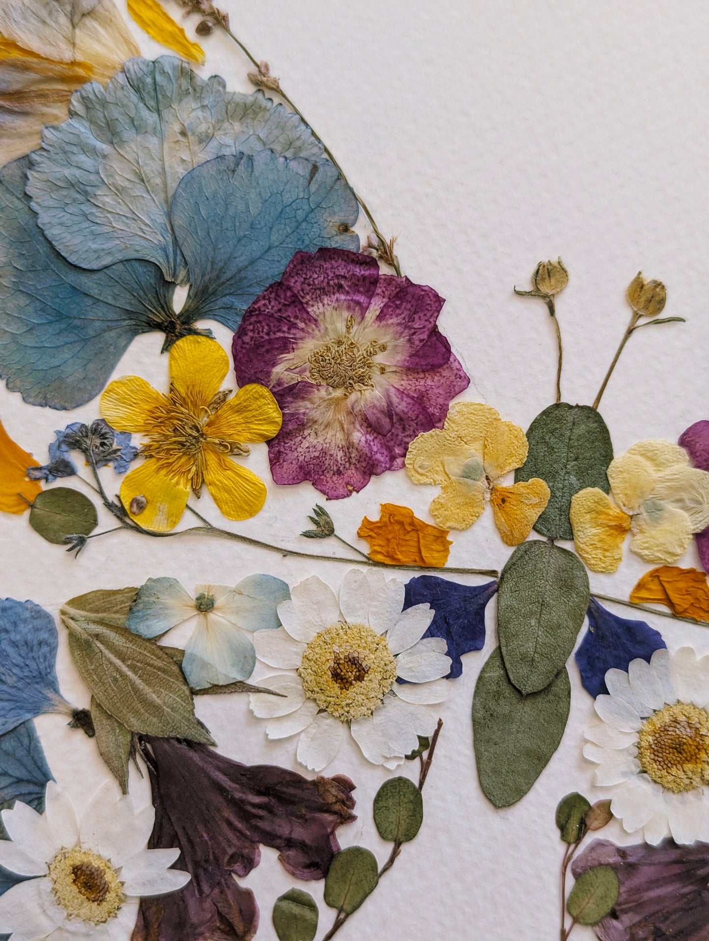 8x10 real pressed flower butterfly